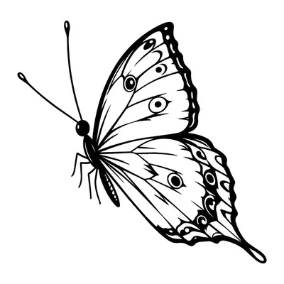 Borboleta de asas manchadas