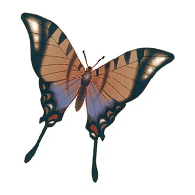 Borboleta de asas marrons