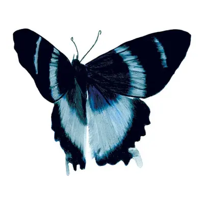 Borboleta preta e azul