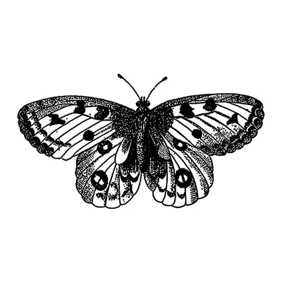 Borboleta realista de asas abertas