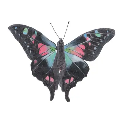 Borboleta rosa e preta