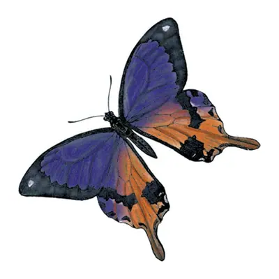 Borboleta roxa e laranja