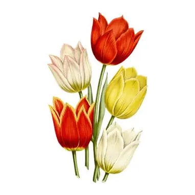 Buquê de tulipas