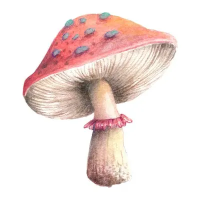 Cogumelo