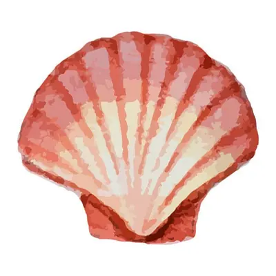 Concha de vieira coral