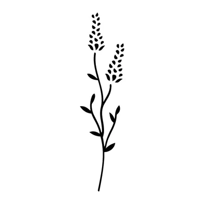 Haste de lavanda fina