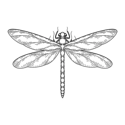 Libélula delicada