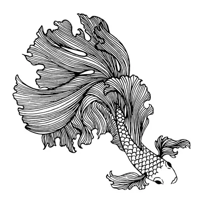 Peixe beta detalhado