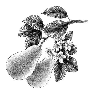 Peras com flores