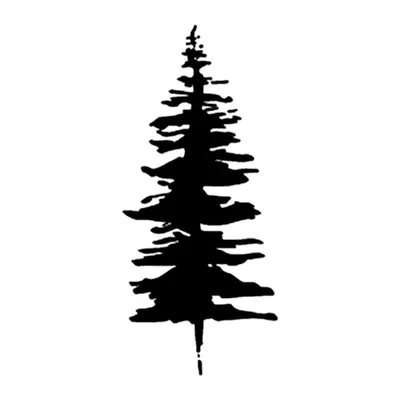 Pinheiro preto