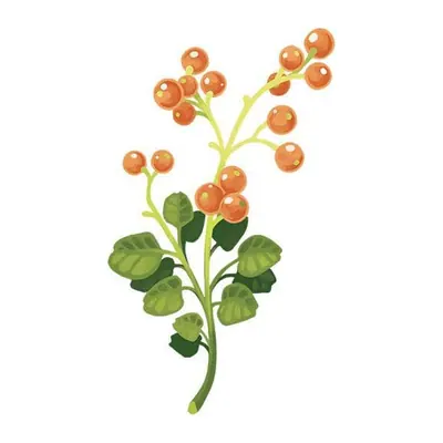 Ramo com frutinhas laranja