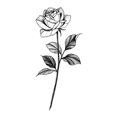 Rosa com haste detalhada
