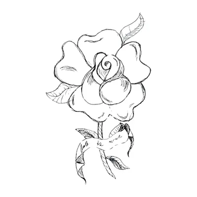 Rosa em esboço