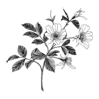Rosas silvestres