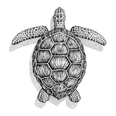 Tartaruga-marinha pontilhada
