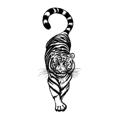 Tigre caminhando