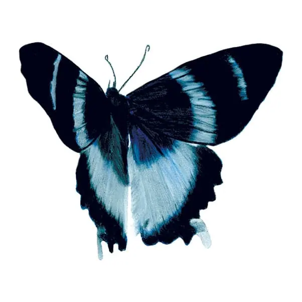 Tatuagem temporária Borboletas e Insetos — Borboleta preta e azul. Inclui borboleta