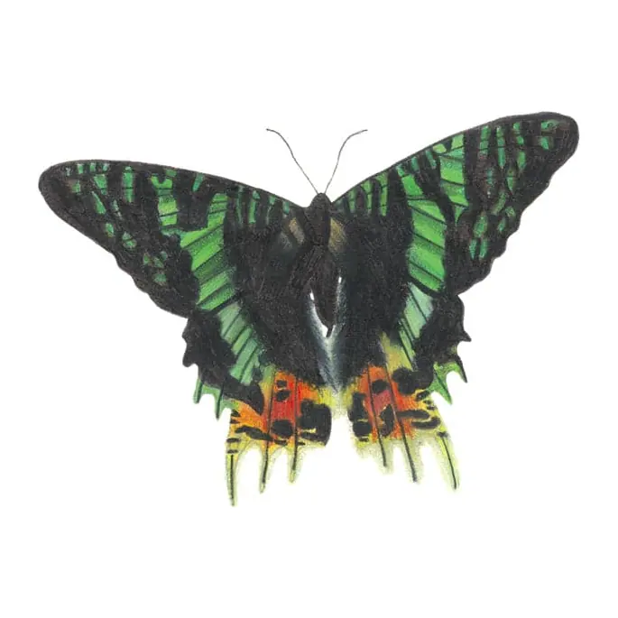 Tatuagem temporária Borboletas e Insetos — Borboleta verde realista. Inclui borboleta