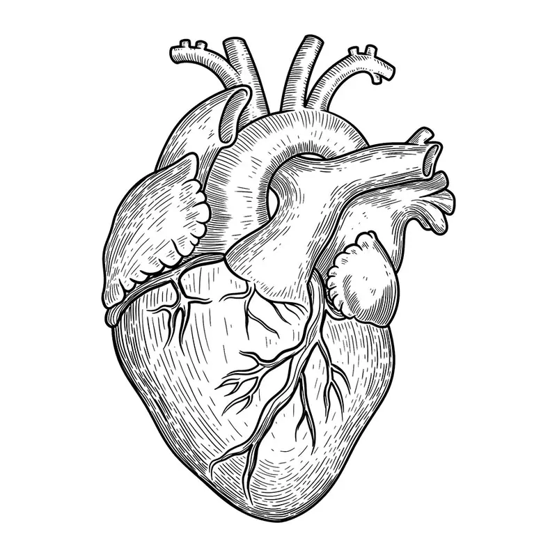 Tatuagem temporária Corações e Amor — Coração anatômico realista. Inclui coração