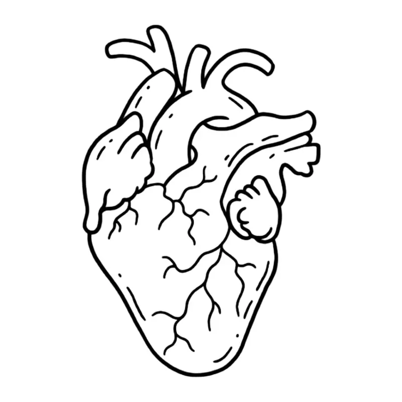 Tatuagem temporária Corações e Amor — Coração anatômico. Inclui coração