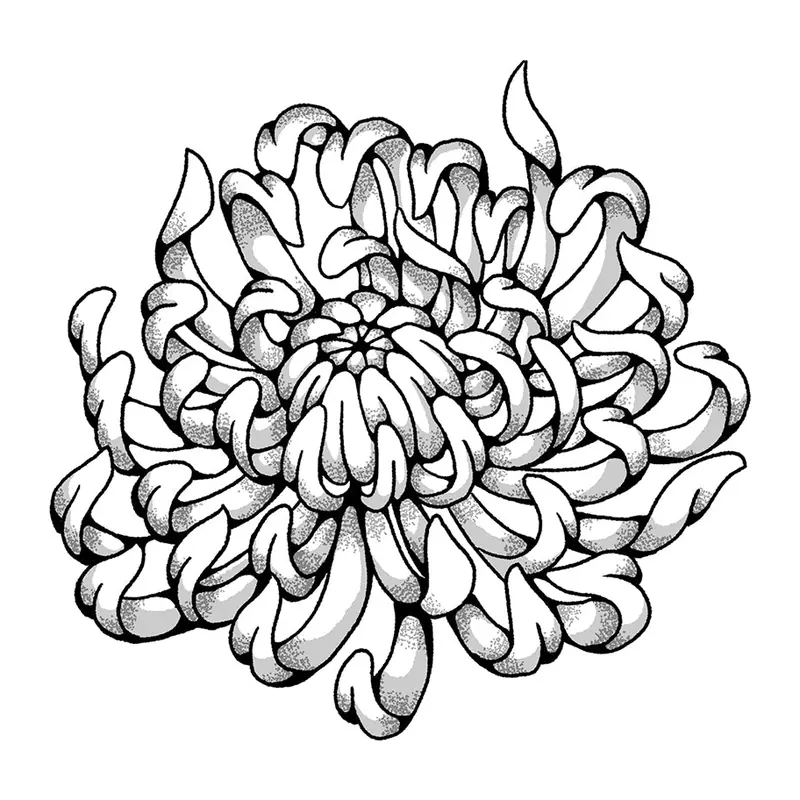 Tatuagem temporária Flores — Crisântemo realista. Inclui crisântemo
