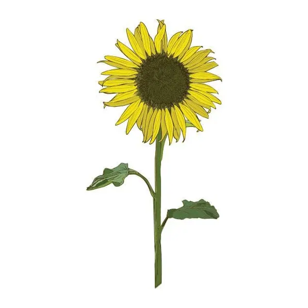 Tatuagem temporária Flores — Girassol com haste. Inclui girassol