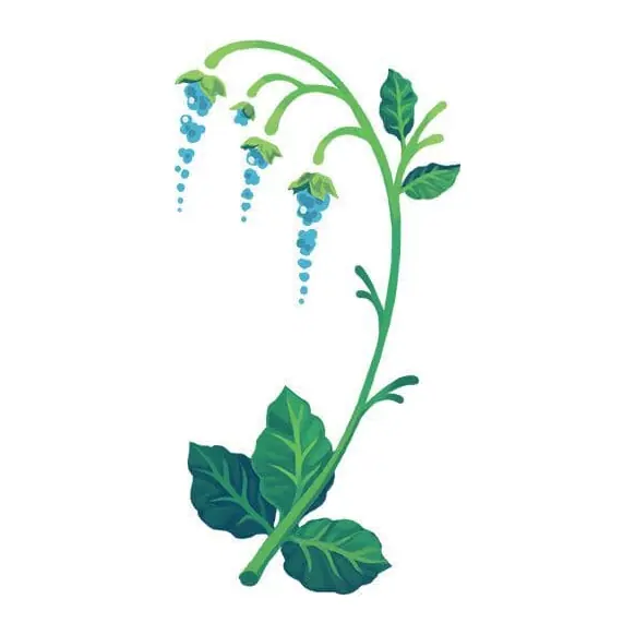 Tatuagem temporária Flores — Glicínia azul. Inclui glicínia