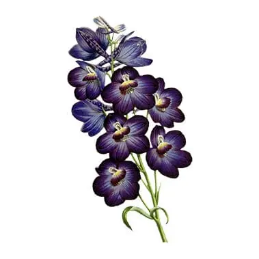 Tatuagem temporária Flores — Orquídeas roxas. Inclui orquídeas