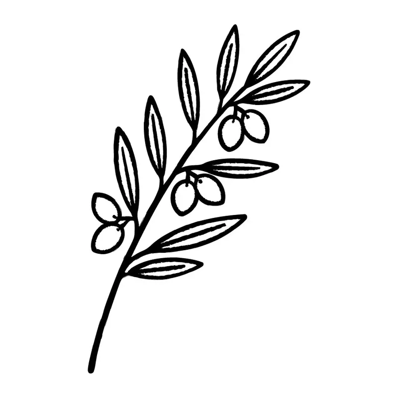 Tatuagem temporária Folhas e Plantas — Ramo de oliveira. Inclui oliveira