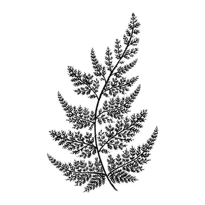 Tatuagem temporária Folhas e Plantas — Samambaia. Inclui samambaia