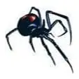 Tatuagem temporária Borboletas e Insetos — Viúva-negra. Inclui aranha